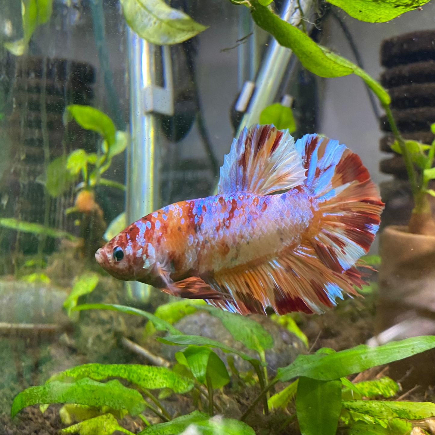 Giant Candy HMPK Betta (Male) - Grade A