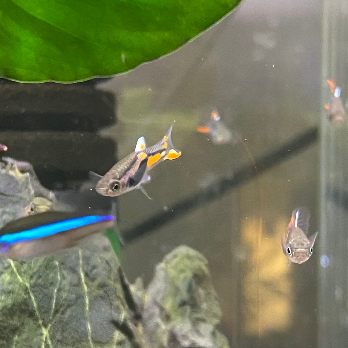 Lime Green Endler - Micropoecilia Wingei (Male)