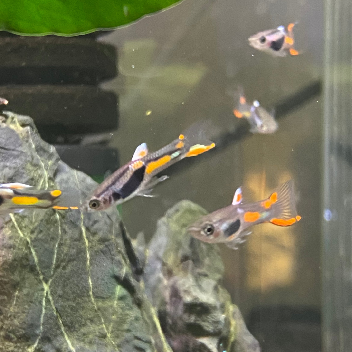 Lime Green Endler - Micropoecilia Wingei (Male)