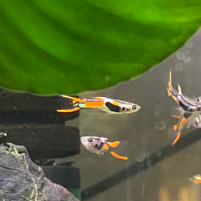Lime Green Endler - Micropoecilia Wingei (Male)