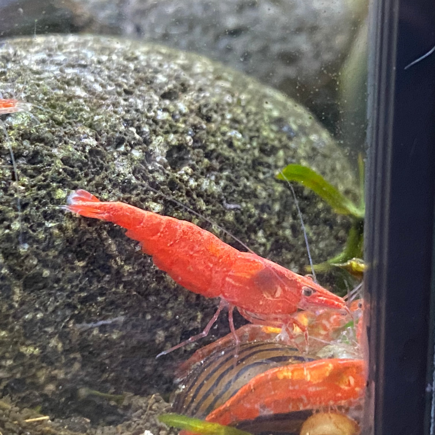 Fire Red Cherry Shrimp