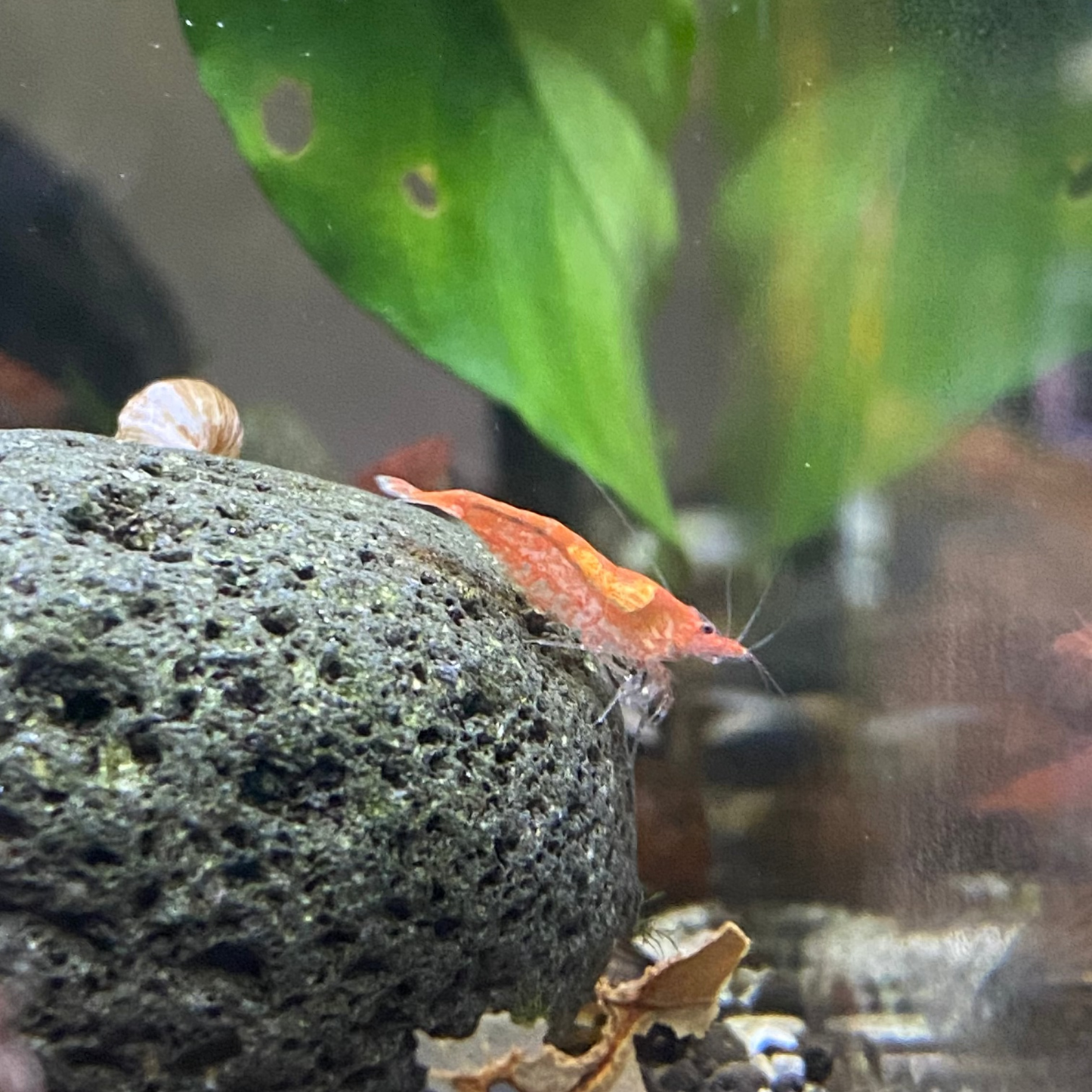 Fire Red Cherry Shrimp