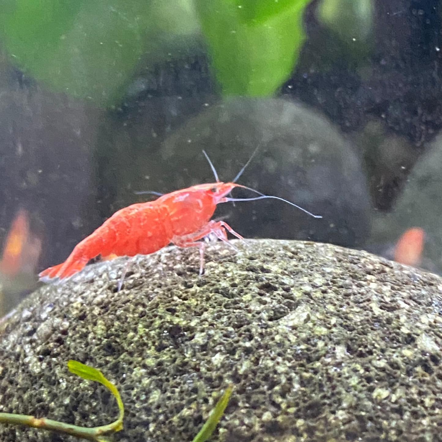 Fire Red Cherry Shrimp