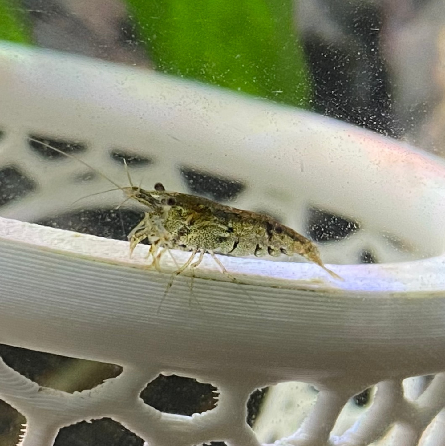 Wild Type Neocaridina Shrimp