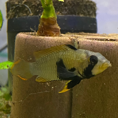 Blue Panda Apistogramma