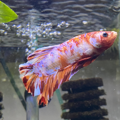 Giant Candy HMPK Betta (Male) - Grade A