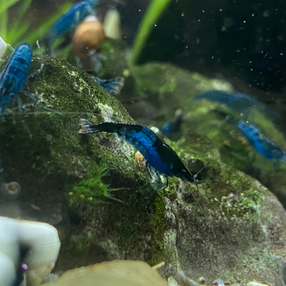Blue Saphire Shrimp