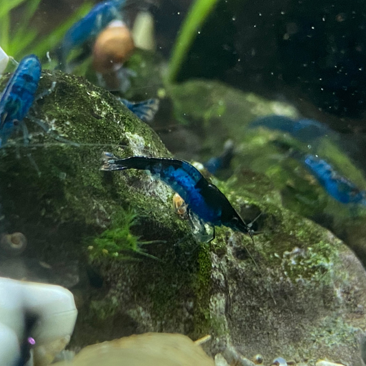 Blue Saphire Shrimp