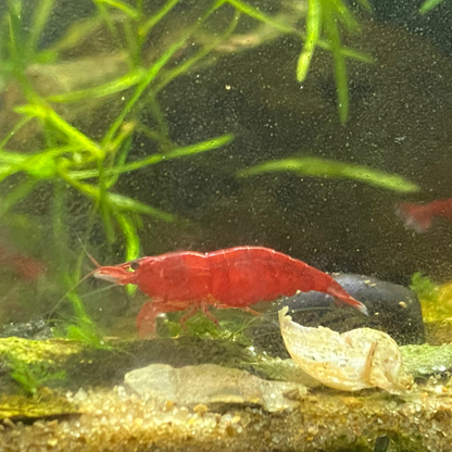 Bloody Mary Shrimp