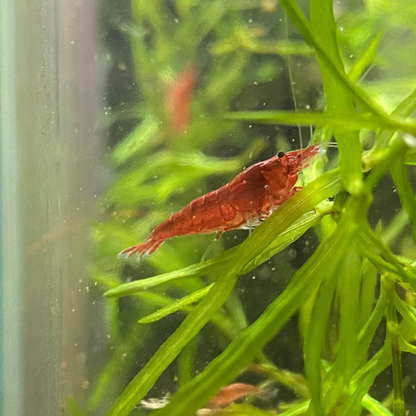 Bloody Mary Shrimp