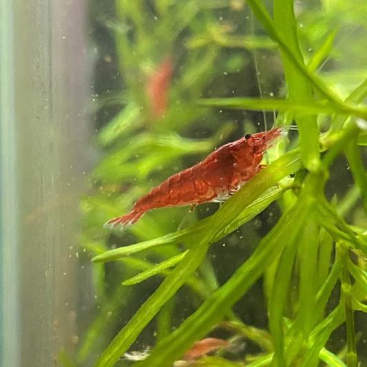 Bloody Mary Shrimp