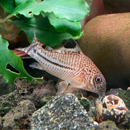 Julii Cory - Corydoras Julii