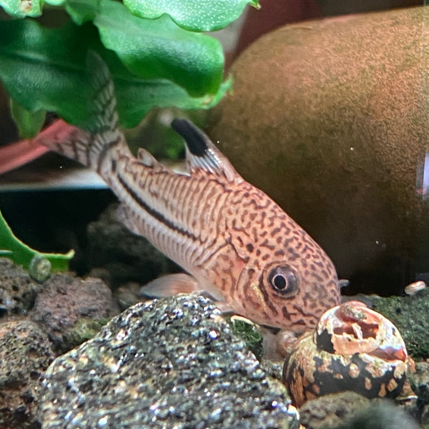 Julii Cory - Corydoras Julii