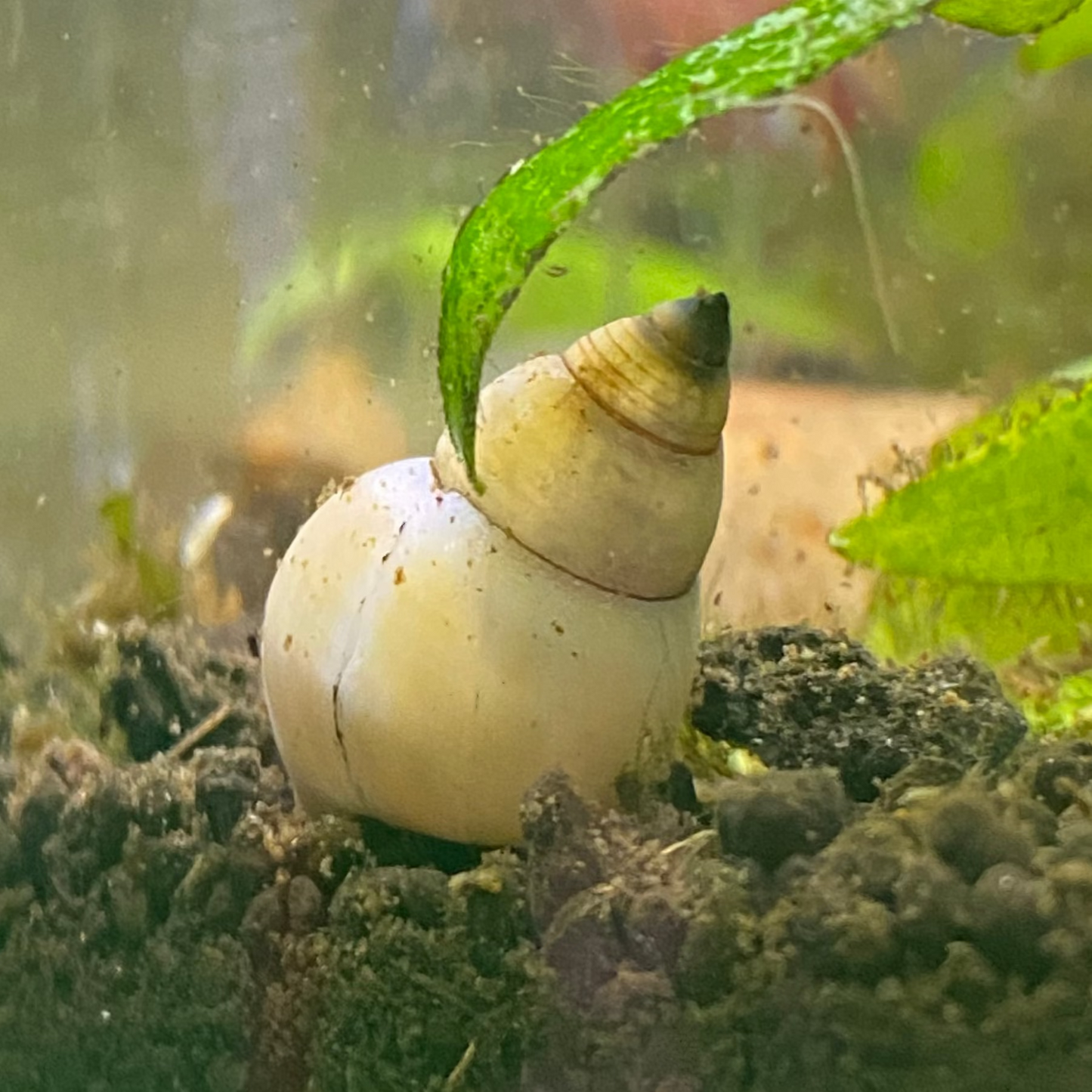 White Wizard Snail - Filopaludina Martensi
