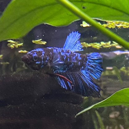 Nebula Betta (Male)