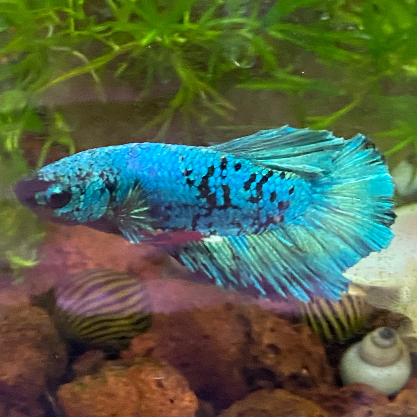 Nebula Betta (Male)