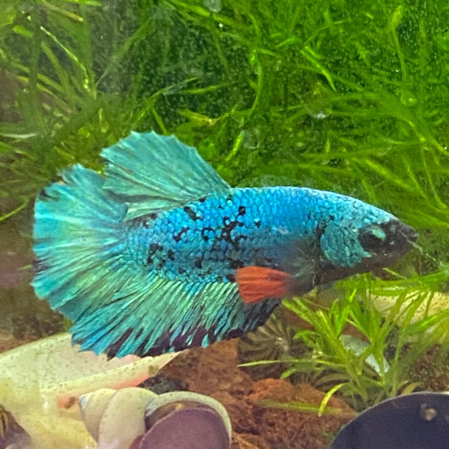 Nebula Betta (Male)