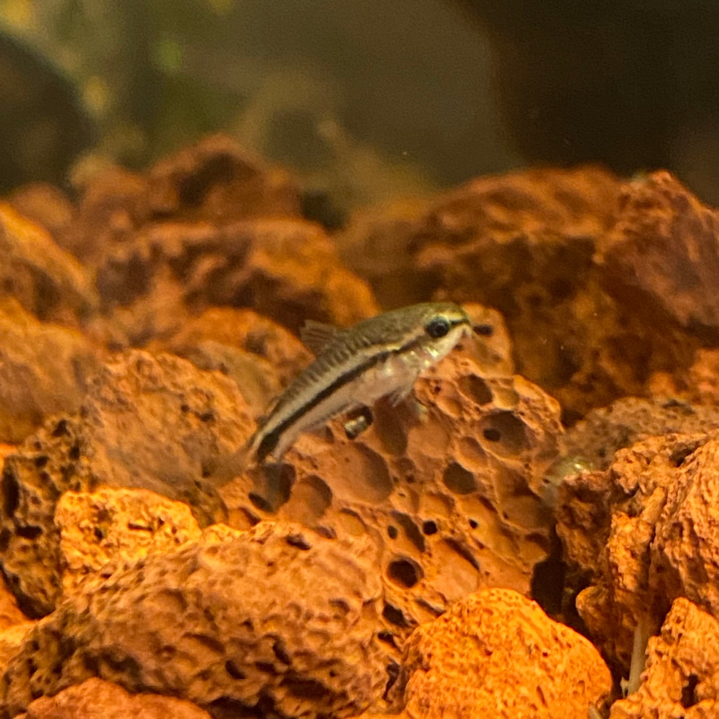 Pygmy Cory - Corydoras Pygmaeus
