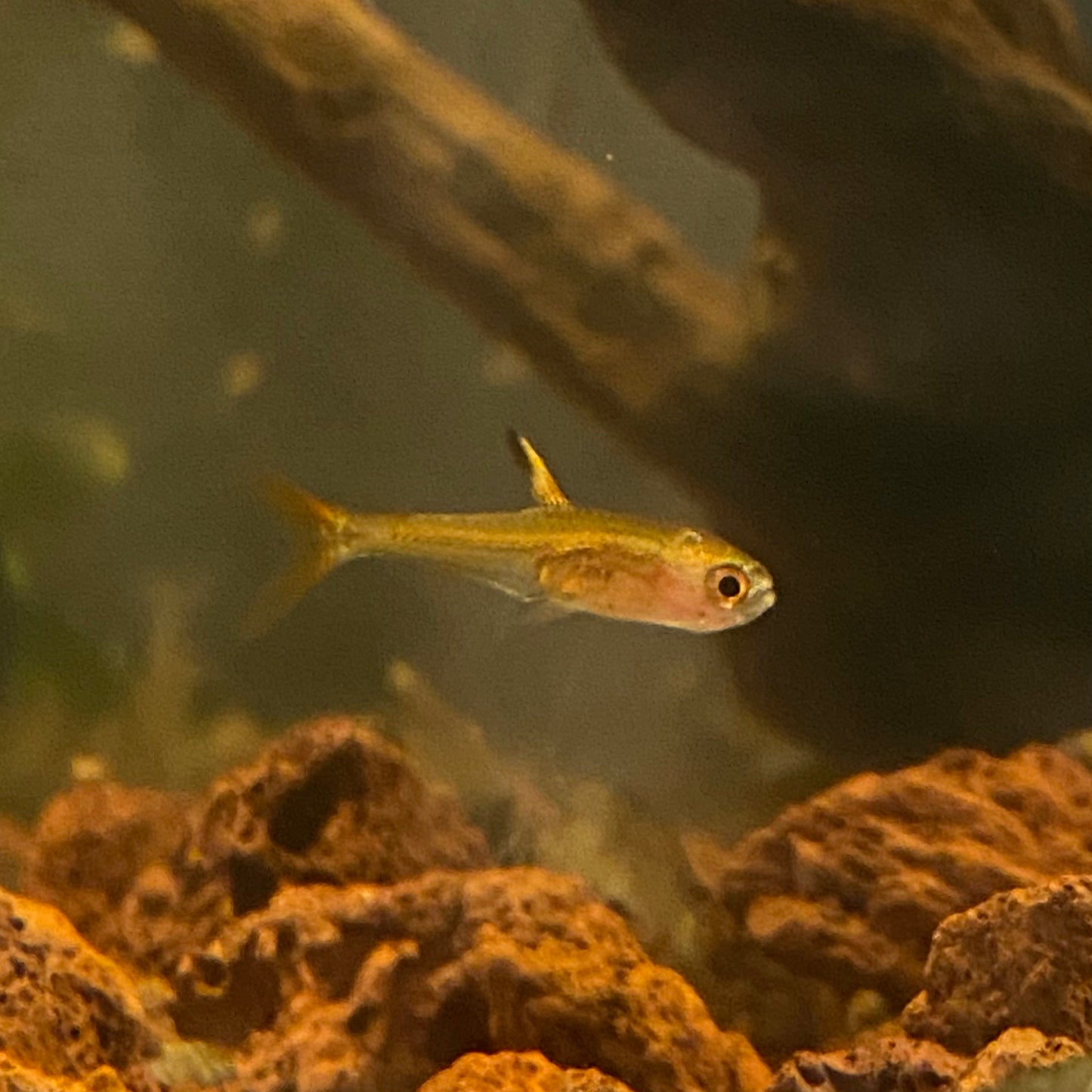 Ember Tetra