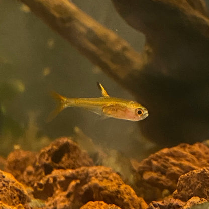 Ember Tetra
