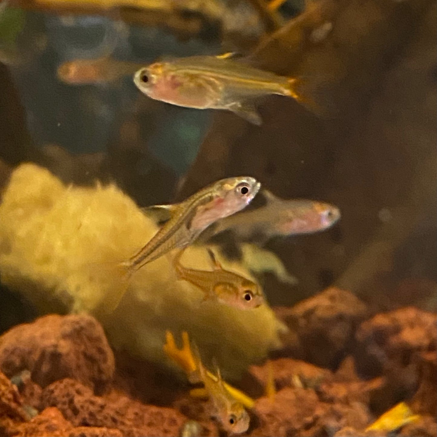 Ember Tetra