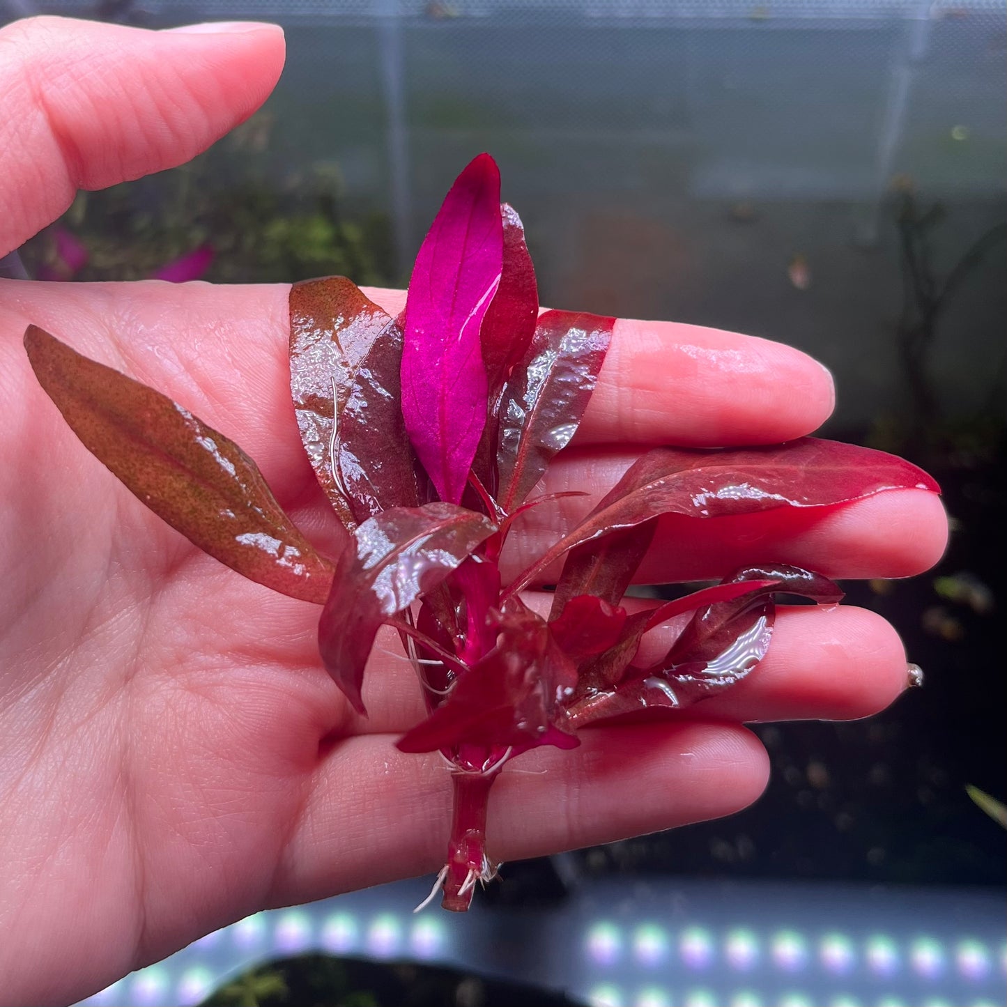 Alternanthera Reineckii