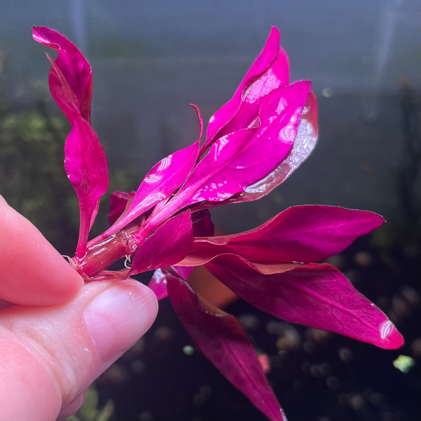 Alternanthera Reineckii