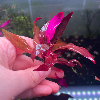 Alternanthera Reineckii