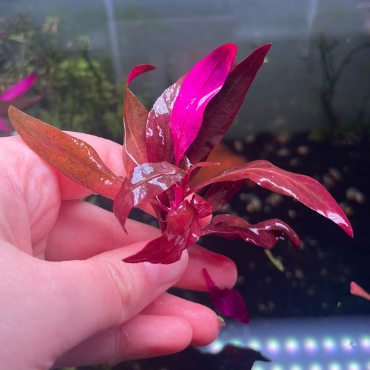 Alternanthera Reineckii