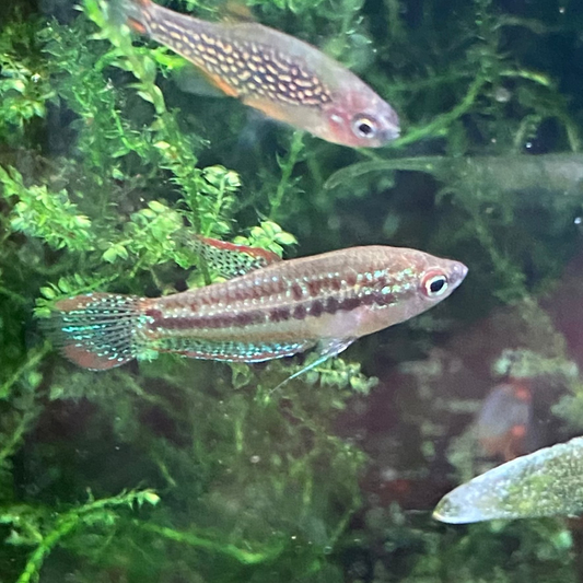 Sparkling Gourami - Trichopsis pumilus