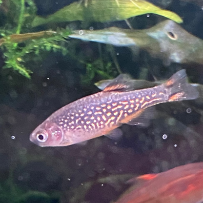 Galaxy Rasbora/Celestial Pearl Danio - Danio Margaritatus