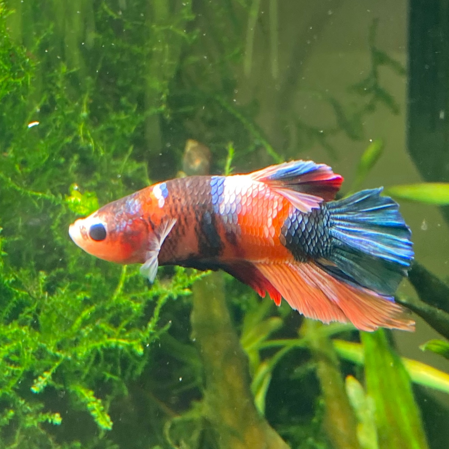 Koi Plakat Betta, Grade A - Male