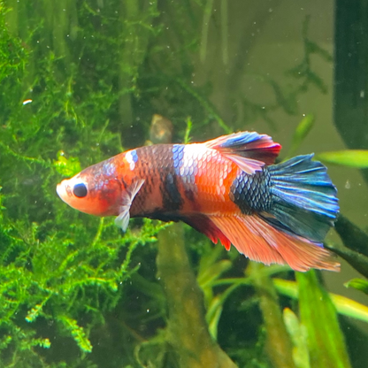Koi Plakat Betta, Grade A - Male