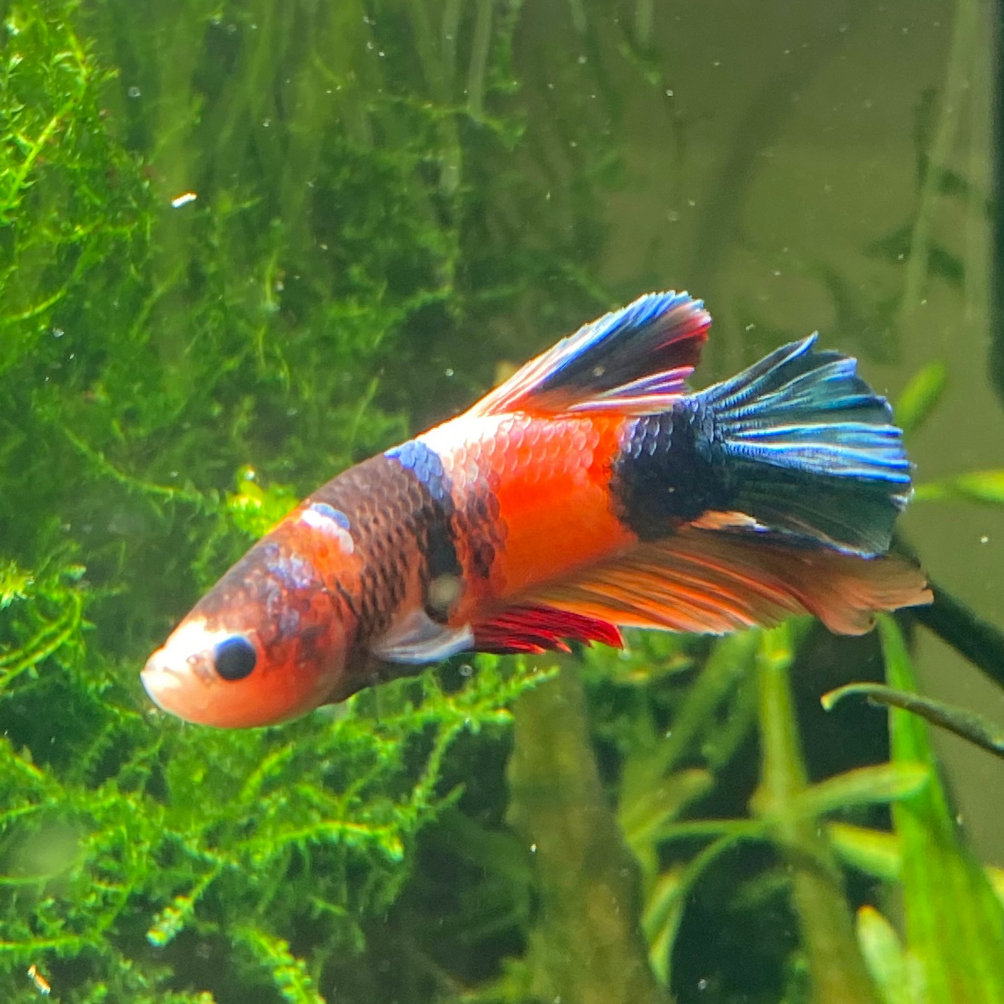 Koi Plakat Betta, Grade A - Male