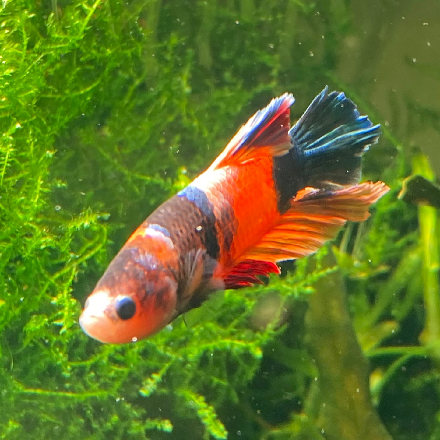 Koi Plakat Betta, Grade A - Male