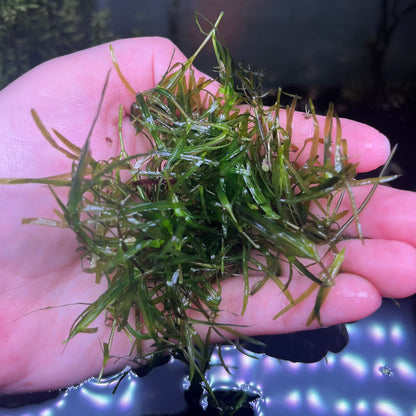 Guppy Grass