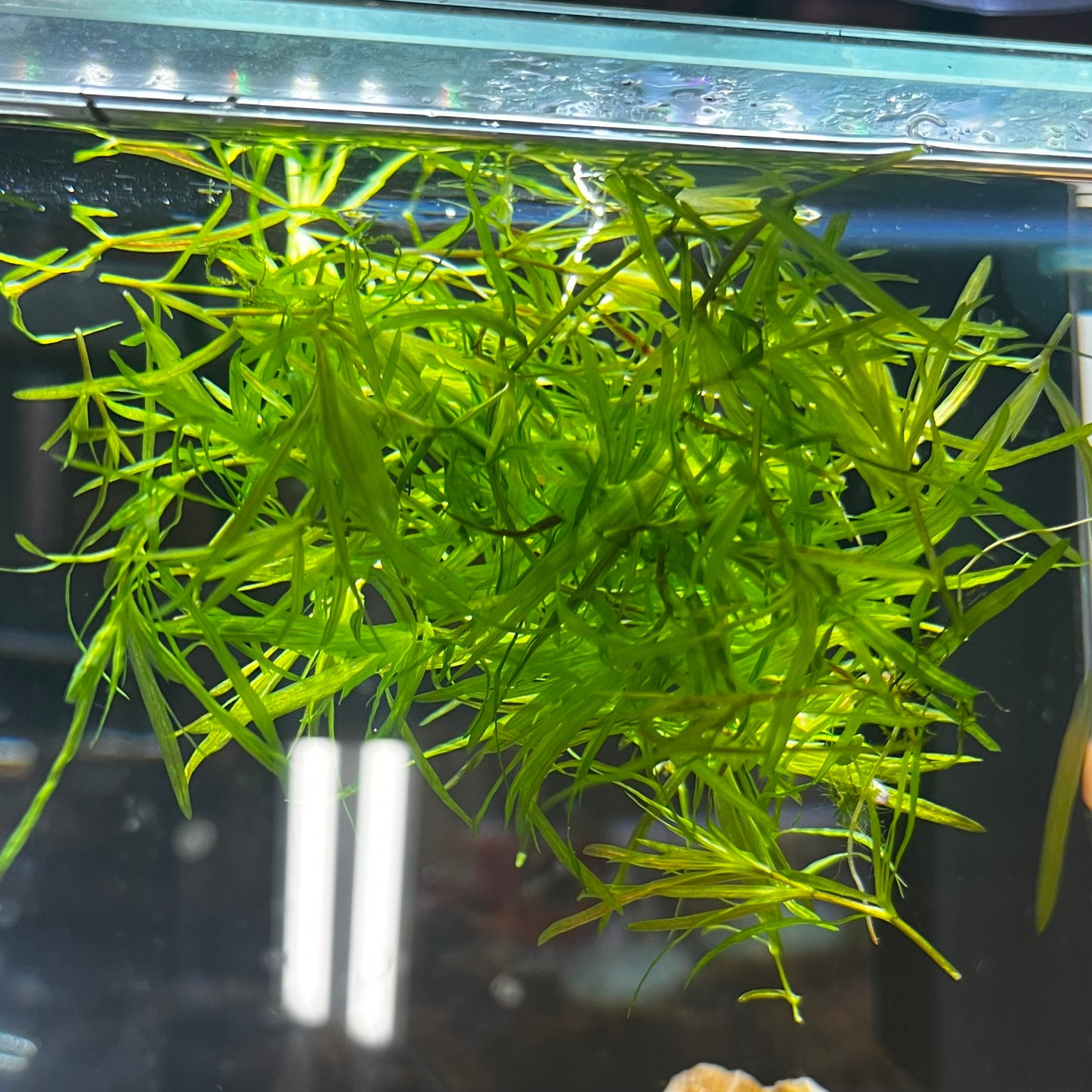 Guppy Grass