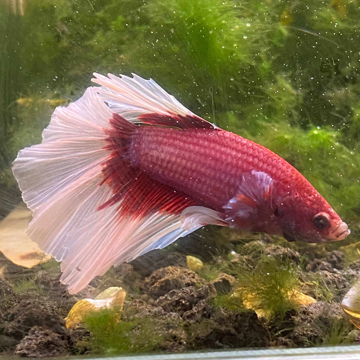 Pink Butterfly Halfmoon Betta (Male) - Grade A