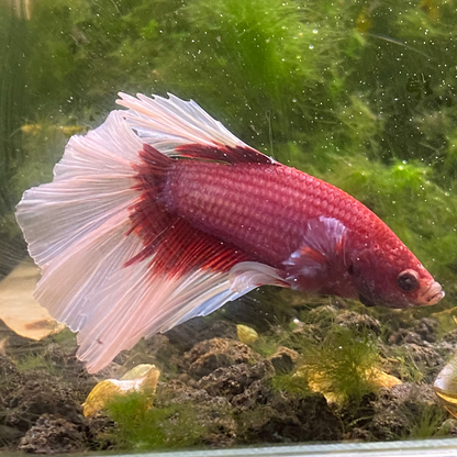 Pink Butterfly Halfmoon Betta (Male) - Grade A