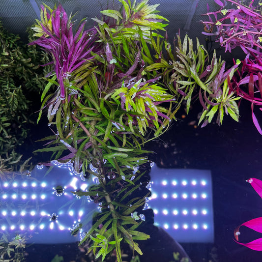 Limnophila Aromatica