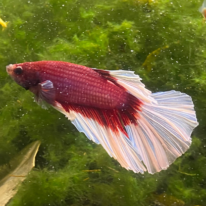 Pink Butterfly Halfmoon Betta (Male) - Grade A