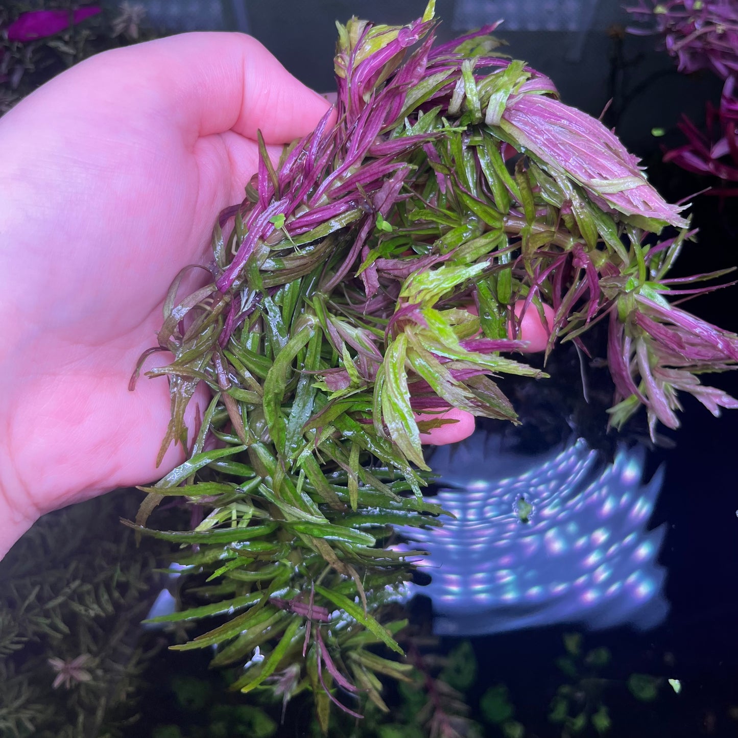 Limnophila Aromatica