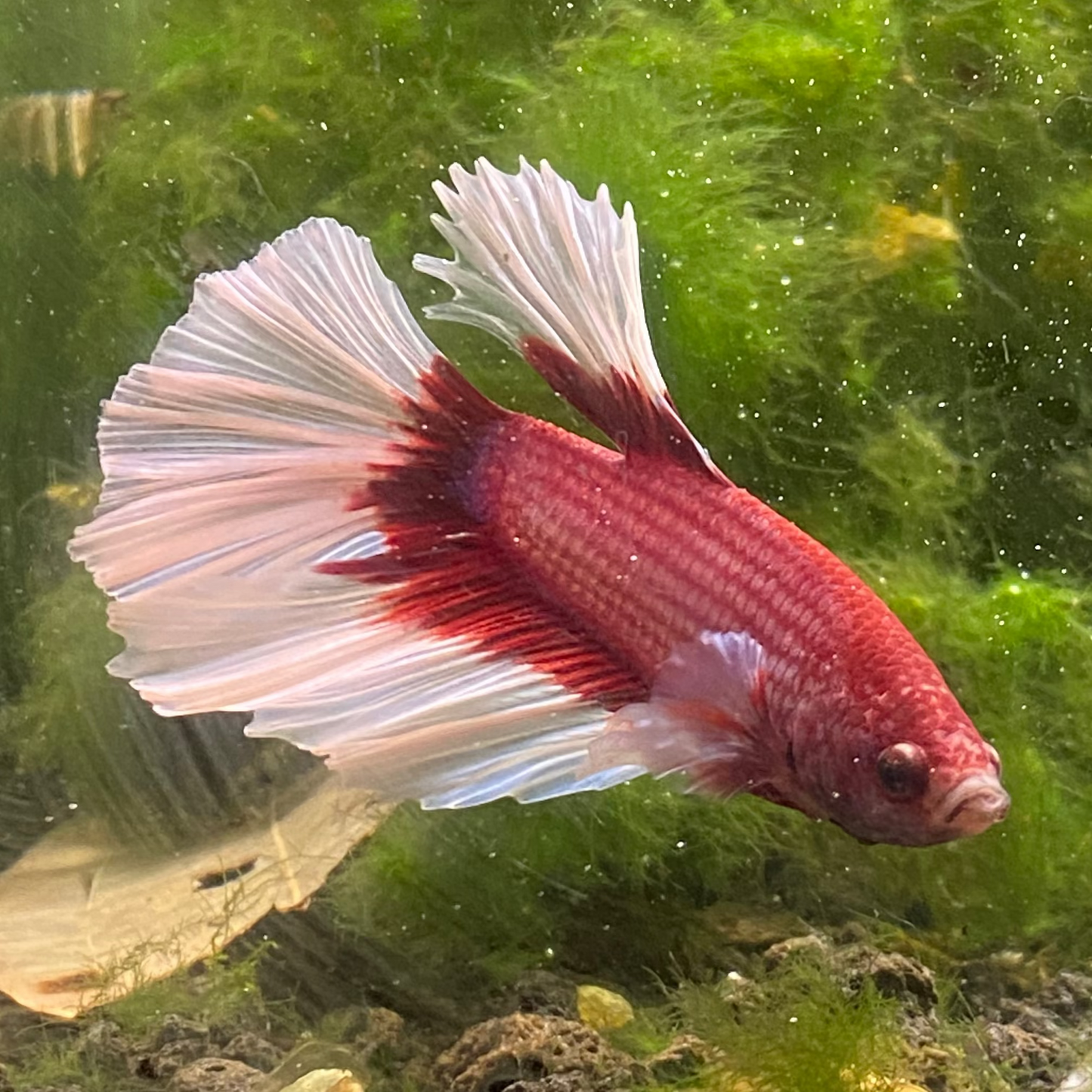 Pink Butterfly Halfmoon Betta (Male) - Grade A