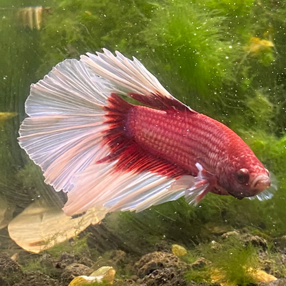 Pink Butterfly Halfmoon Betta (Male) - Grade A