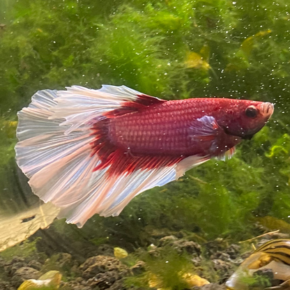 Pink Butterfly Halfmoon Betta (Male) - Grade A