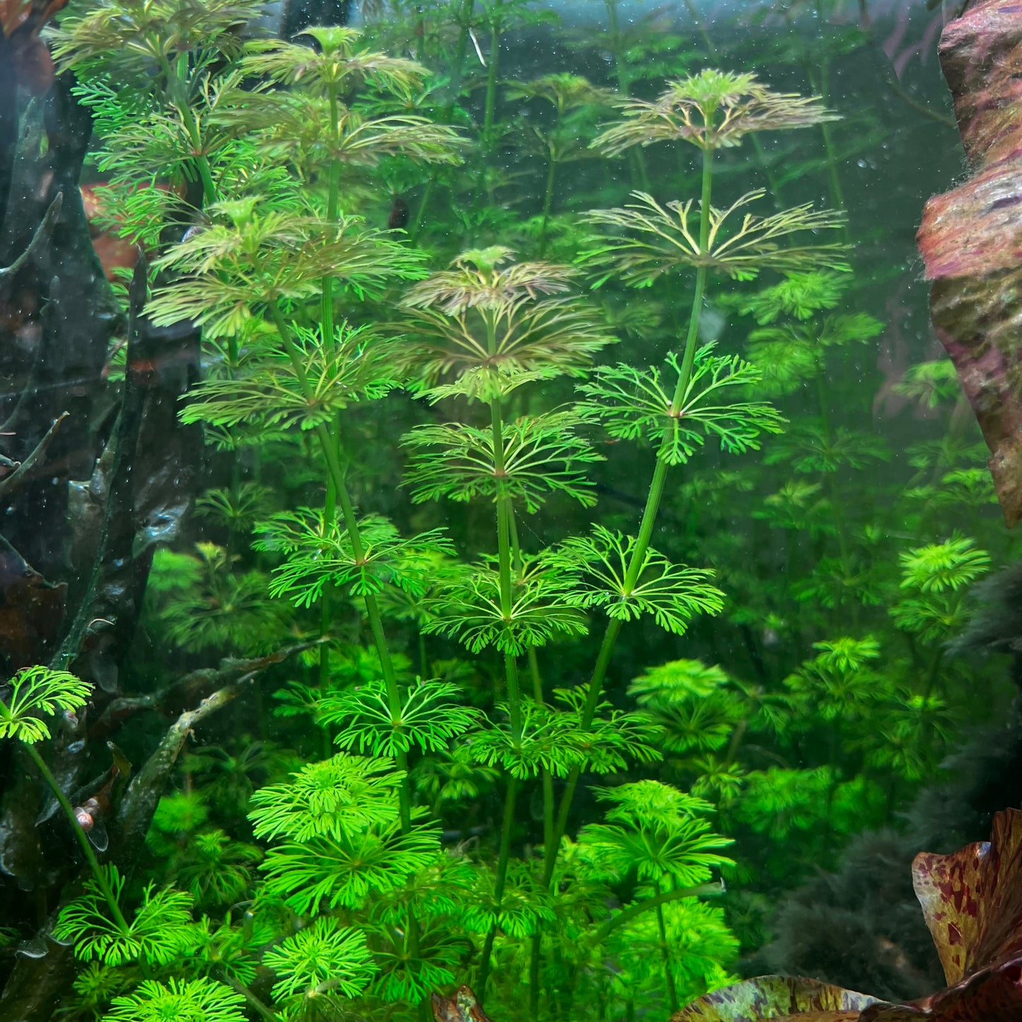 Limnophila Sessiliflora