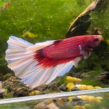 Pink Butterfly Halfmoon Betta (Male) - Grade A