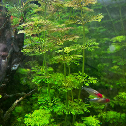 Limnophila Sessiliflora