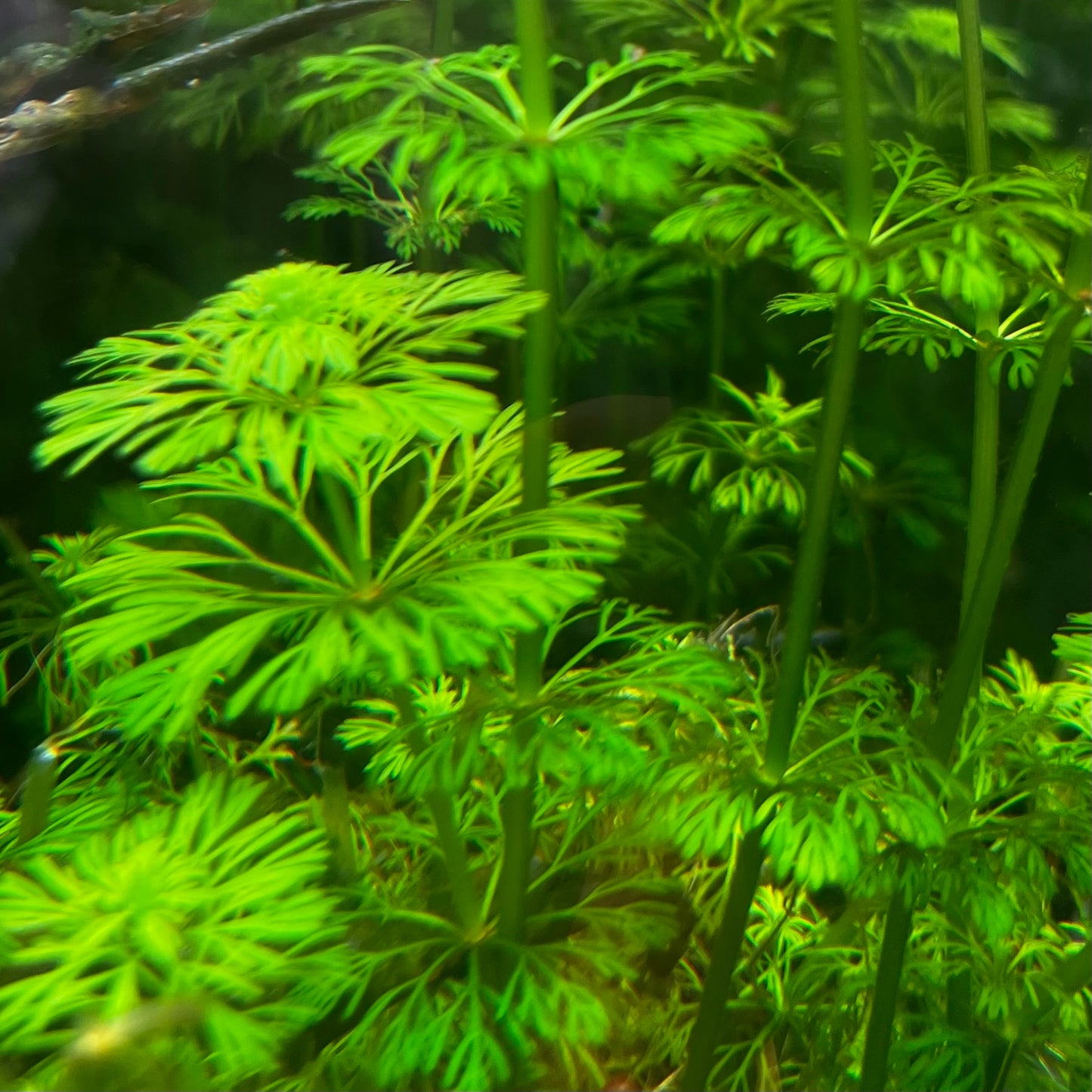 Limnophila Sessiliflora