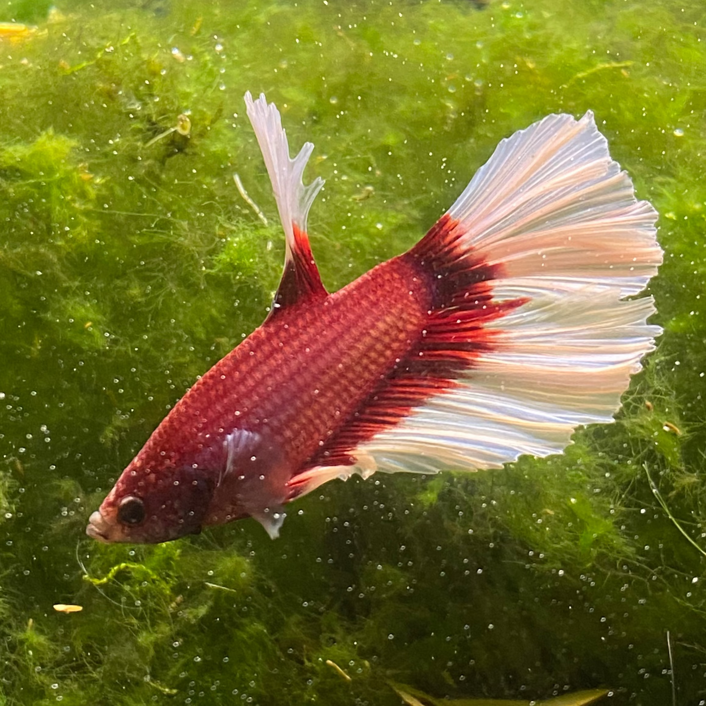 Pink Butterfly Halfmoon Betta (Male) - Grade A